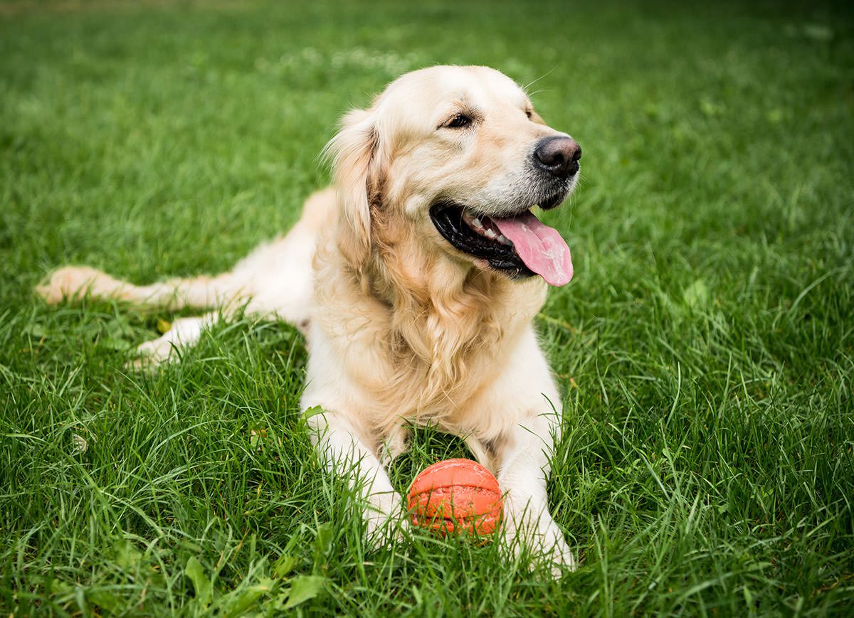 How To Stop Dog Urine From Killing Grass - petandplants.com